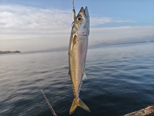 サバの釣果