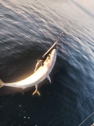 サバの釣果