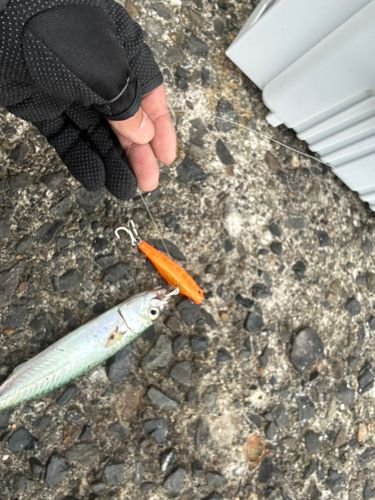 サバの釣果