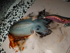 シリヤケイカの釣果