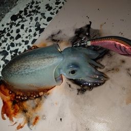 シリヤケイカ