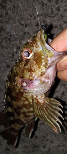 ガシラの釣果