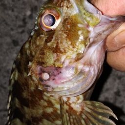 ガシラ