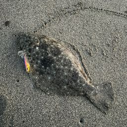ヒラメ