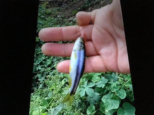 カワムツの釣果