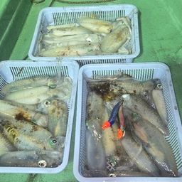 アオリイカ