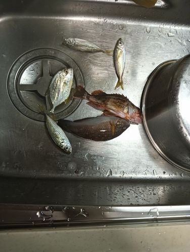イケカツオの釣果