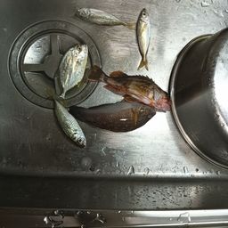 イケカツオ