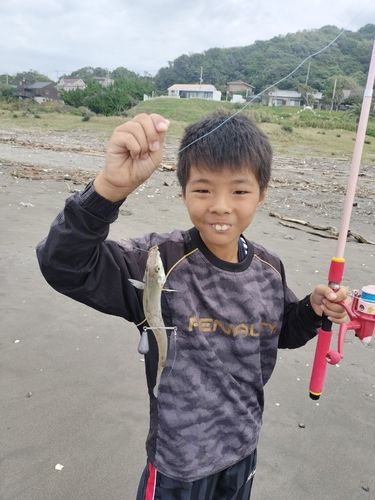 キスの釣果