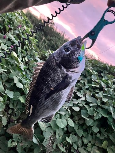 クロダイの釣果