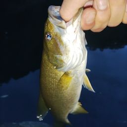 スモールマウスバス