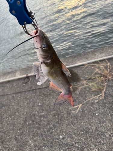アメリカナマズの釣果