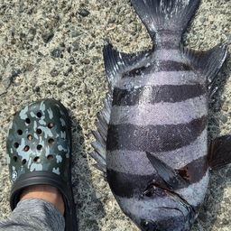 イシダイ