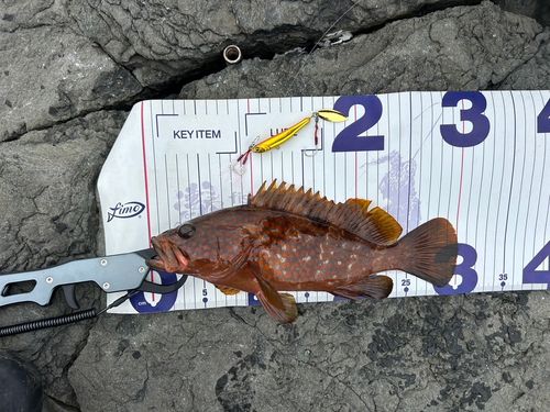 アコウの釣果