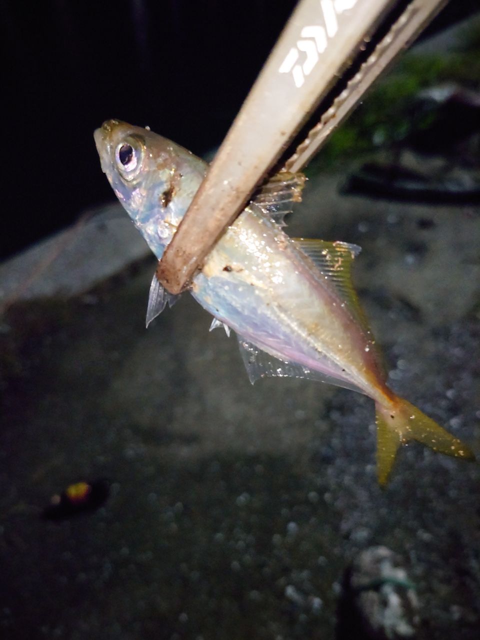 アジ