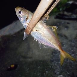 アジ