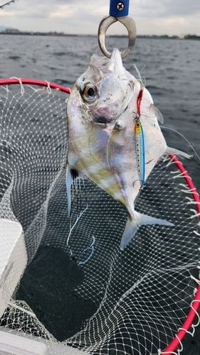 イトヒキアジの釣果