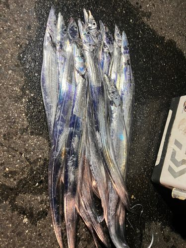 タチウオの釣果