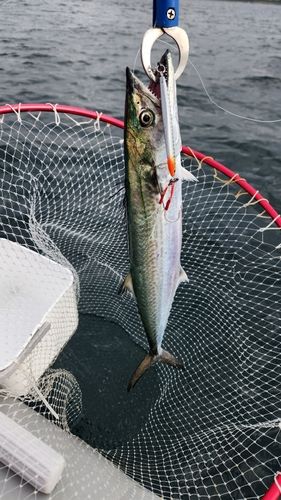 サゴシの釣果