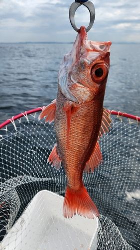 アカムツの釣果