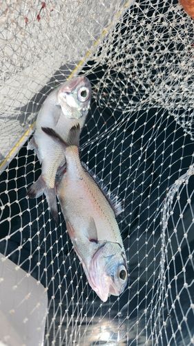 ギンメダイの釣果