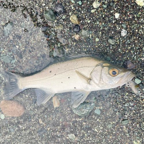 セイゴ（ヒラスズキ）の釣果