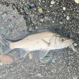 セイゴ（ヒラスズキ）