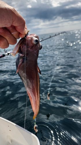 ドンコの釣果