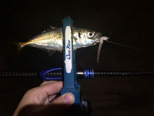 マアジの釣果
