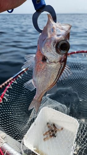 シロムツの釣果