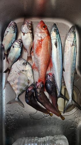 アカムツの釣果