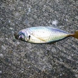 アジ