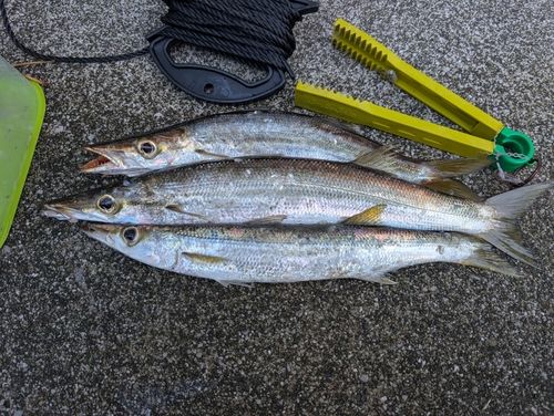 アカカマスの釣果