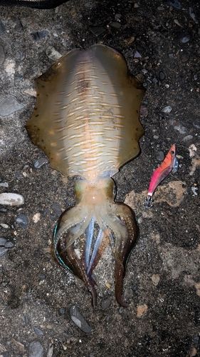アオリイカの釣果