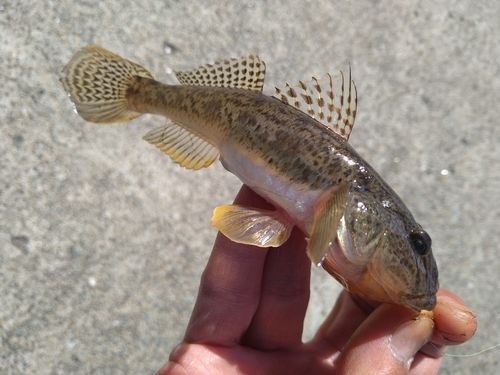 ハゼの釣果