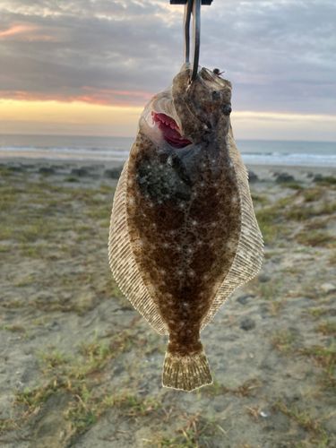 ソゲの釣果