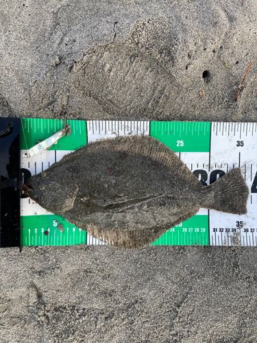 ソゲの釣果