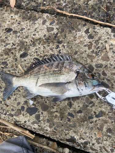 クロダイの釣果