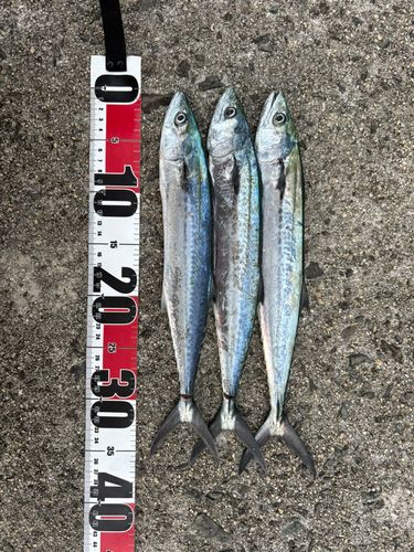 釣果
