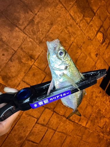 マアジの釣果