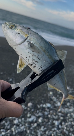 ワカシの釣果