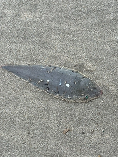 シタビラメの釣果