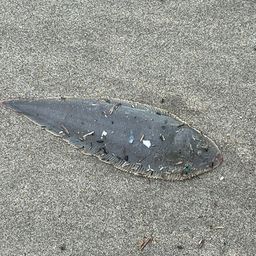 シタビラメ