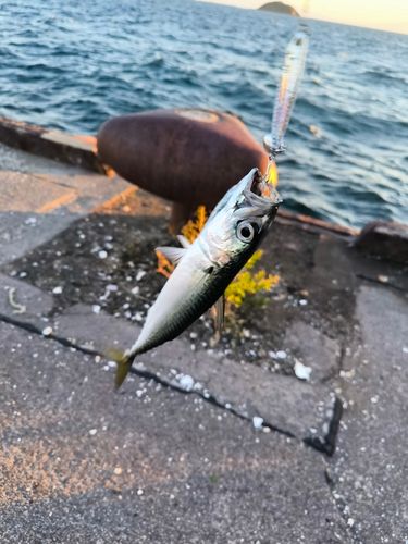 サバの釣果