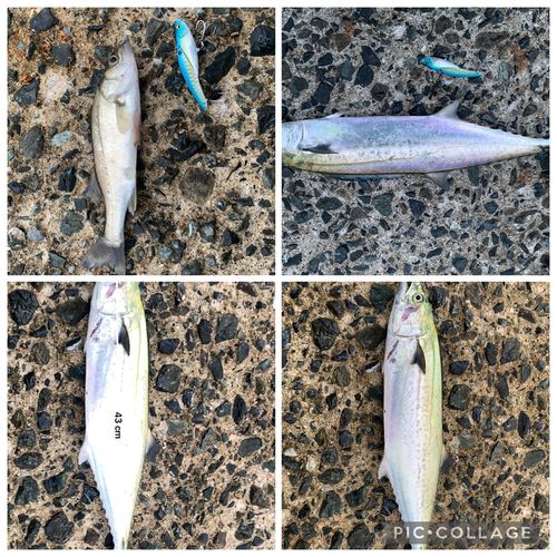 サゴシの釣果