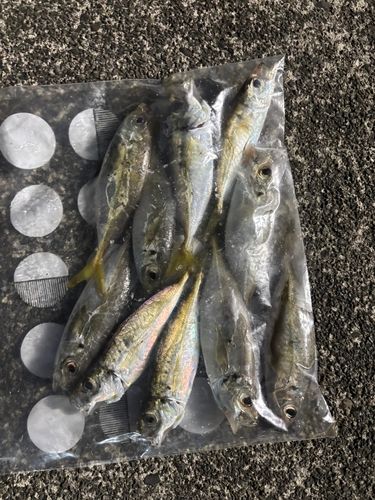 アジの釣果