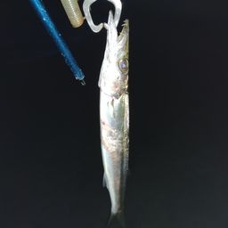 カマス