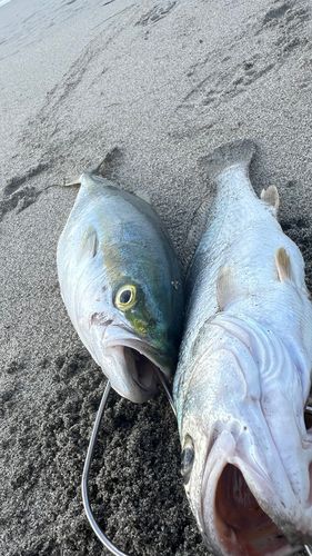 イナダの釣果