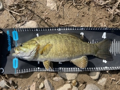 スモールマウスバスの釣果