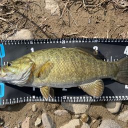 スモールマウスバス